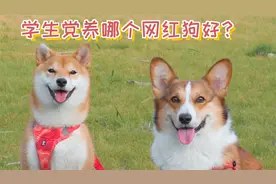 学生党适合养哪种网红狗？