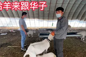 内蒙羊贩子用土方法给羊治病，200斤公羊卧倒不起，看看治得好吗视频封面