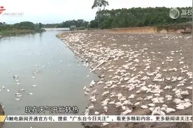 湛江廉江：水库养鸭臭气大 镇政府：督促处理视频封面