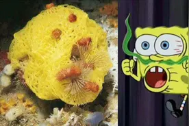 海绵宝宝真不是洗碗用的海绵，在海洋中，确实有天然海绵的存在视频封面