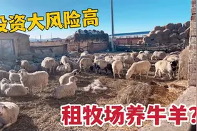 牧区当羊倌都有啥要求？投资租牧场养牛羊，投资高风险大需要技术