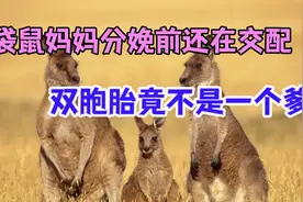 袋鼠的繁衍很奇葩，分娩前还在交配，双胞胎竟不是一个爹！视频封面