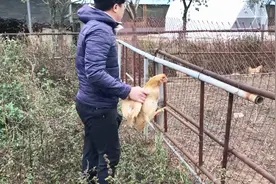 小伙伴去农场抓鸡尴尬了，原来鸡跑太快抓不到，最后还是偷到的