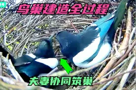 记录鸟巢建造全过程：鸟夫妻协同筑新巢，看看这个新巢坚固吗？视频封面