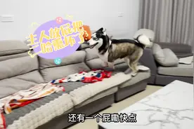 主人对着熟睡的二哈放屁，没想到竟把二哈熏疯了，下一秒忍住别笑视频封面