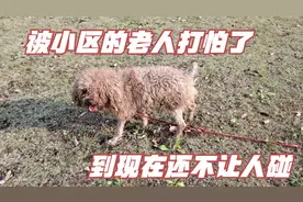 前段时间救的泰迪，被小区的人打怕了，到现在都不让碰，怎么办？视频封面
