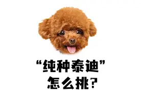 泰迪纯不纯，看这5点就知道了！视频封面