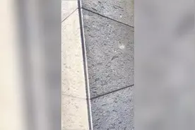 于晓光爬树捡玩具，秋瓷炫“出谋划策”偷笑，4岁儿子大喊加油视频封面