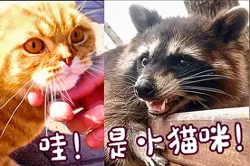 俄罗斯家养小浣熊“撸猫”现场！又亲又抱还舔jiojio