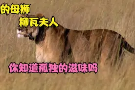 最后的母狮，柳瓦夫人的传奇故事视频封面