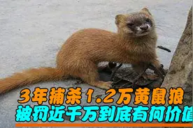 江苏团伙捕杀1.2万只黄鼠狼，被罚近千万，黄鼠狼到底有何价值？视频封面