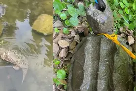 男子钓鱼意外收获只无敌狠货，拉上岸瞬间狂喜：既赚钱又保护环境视频封面