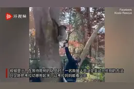 澳大利亚一只考拉妈妈爬下大树 从救援人员手中接回掉下树的幼崽视频封面