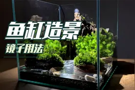 鱼缸造景，在缸底放一面镜子，马上就有高手的感觉视频封面