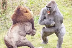 200斤的大猩猩和240斤的狮子打架，谁会先倒下？结局厉害了视频封面