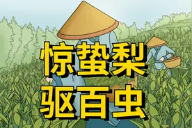 “惊蛰梨，驱百虫”，今日惊蛰，为什么按传统要吃梨？视频封面