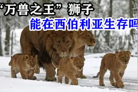 狮子能够在西伯利亚生存吗？事实证明，“万兽之王”果然名不虚传视频封面