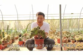 法师中的变异品种“缀化”，掌握技巧变老桩，叶片紧凑非常美视频封面