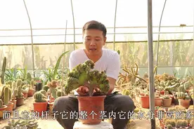 法师中的变异品种“缀化”，掌握技巧变老桩，叶片紧凑非常美视频封面