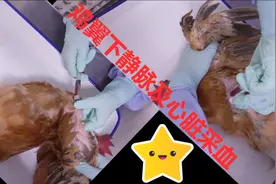 鸡翼下静脉及心脏采血怎么操作，养鸡必会的基本操作，细节定成败视频封面