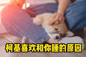 柯基喜欢和你睡觉，离不开这几个原因！视频封面