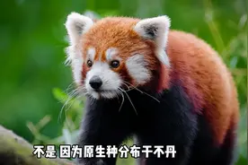 小熊猫是中国特有的吗？(一 )视频封面