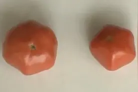 番茄花果期控温是关键，白天和夜间持续高温，会生空洞果影响品质视频封面