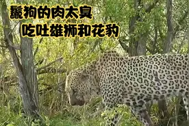 鬣狗的肉太臭，直接把雄狮、花豹吃吐了，不可思议！视频封面