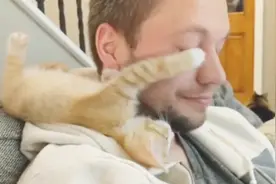 小猫躺在主人肩膀上撒娇，还用爪子摸主人脸蛋，画面令人暖心视频封面