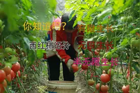 你知道吗？西红柿还分有限生长、无限生长、半无限生长