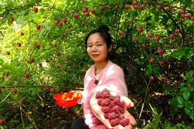 山上的野树莓比草莓还好吃，媳妇边摘边吃根本停不下，你吃过吗视频封面