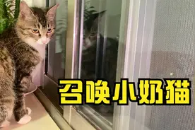 据说母猫发出这种声音能自动召唤小奶猫！视频封面