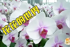 想要“五彩斑斓的黑”？陈村蝴蝶兰：安排！视频封面