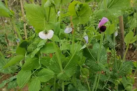 豌豆叶子喷一喷，豌豆产量高长势好，赶紧看看吧视频封面