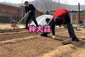 75岁二舅教你种大蒜，步骤详细，一学就会视频封面