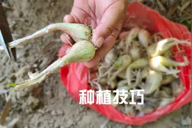 种植藠头有技巧，这个位置要剪一刀，种出的藠子像韭黄又嫩又香