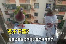 母鸽子下的蛋烂了一个，等5天也不下第二个蛋，网友说这样做才对视频封面