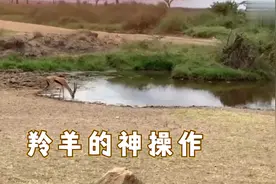 1头羚羊在河边喝水，突然一只狮子狂奔而来，结果没刹住车视频封面
