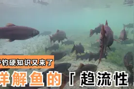 野钓硬知识又来了，选钓位黄金法则之一：静水找流水，流水找洄水视频封面