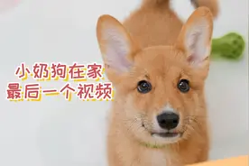小奶狗在家的最后一天，和狗妈妈再多玩一会儿视频封面