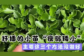 为啥扦插的长寿花小苗，长势“瘦弱矮小”侧芽少，主要有三大原因视频封面