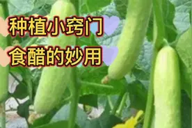 种植蔬菜小窍门，喷肥喷药时加点醋，三种功效，多数人不知道视频封面