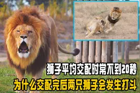 狮子每天交配五十次，平均交配时常不到20秒，交尾后为什么会打斗视频封面