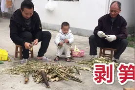 竹笋太多了，20分就拔了两大袋，东哥教你这样剥笋，比脱衣服还快视频封面