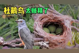 杜鹃鸟在别的鸟巢中下蛋，宿主鸟妈妈哭笑不得，这是我的娃吗？视频封面
