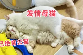 当发情母猫遇到绝育公猫！视频封面