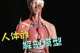 2分钟带你了解人体解剖模型制作全过程视频封面