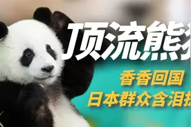 大熊猫香香回国，日本群众抹泪护送，有人哭喊：没有香香活不下去视频封面