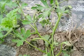 西瓜枯萎病怎么处理？王老师自己也种，听听王老师怎么说视频封面