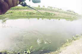 XH硬度路亚竿，水沟里硬碰硬，直飞大黑鱼！视频封面
